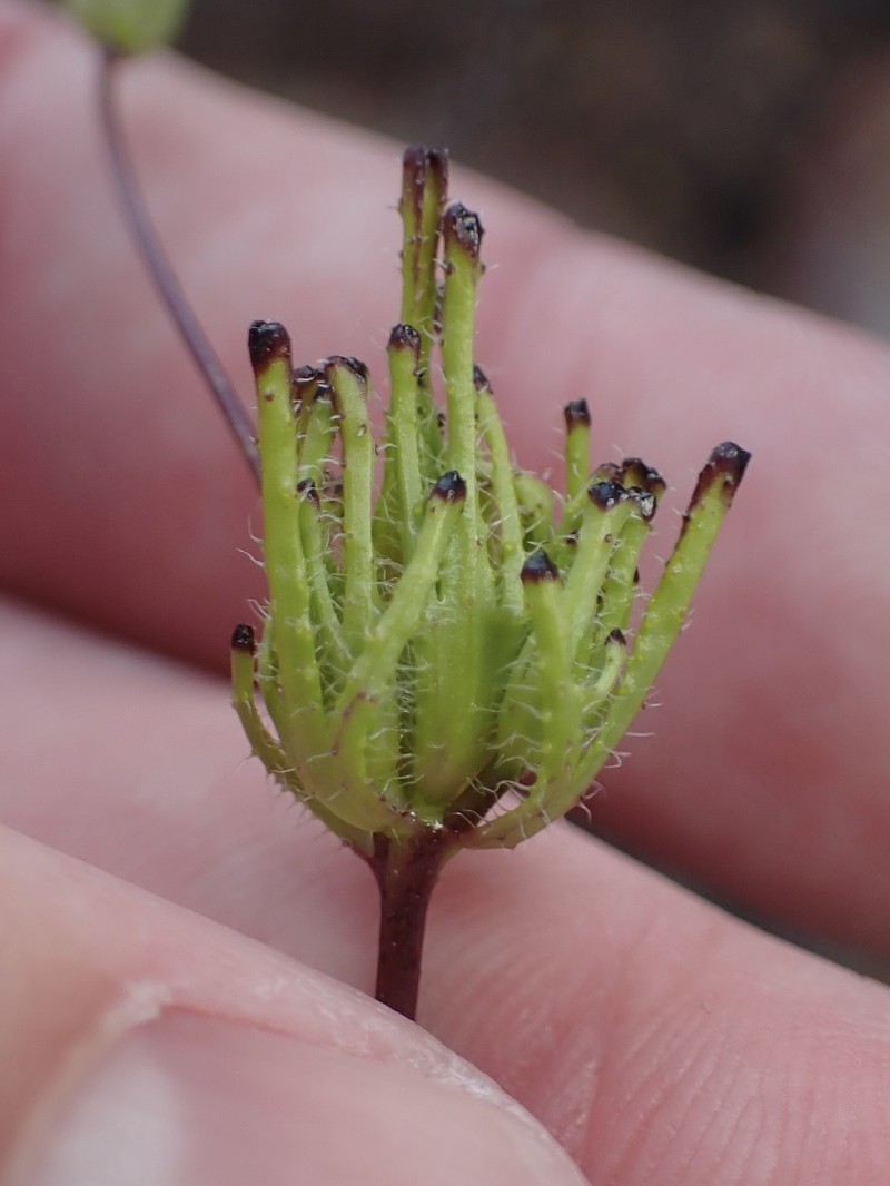 Cordylanthus rigidus subsp. setiger photo 2