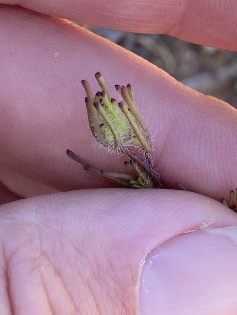 Cordylanthus rigidus subsp. setiger photo 3