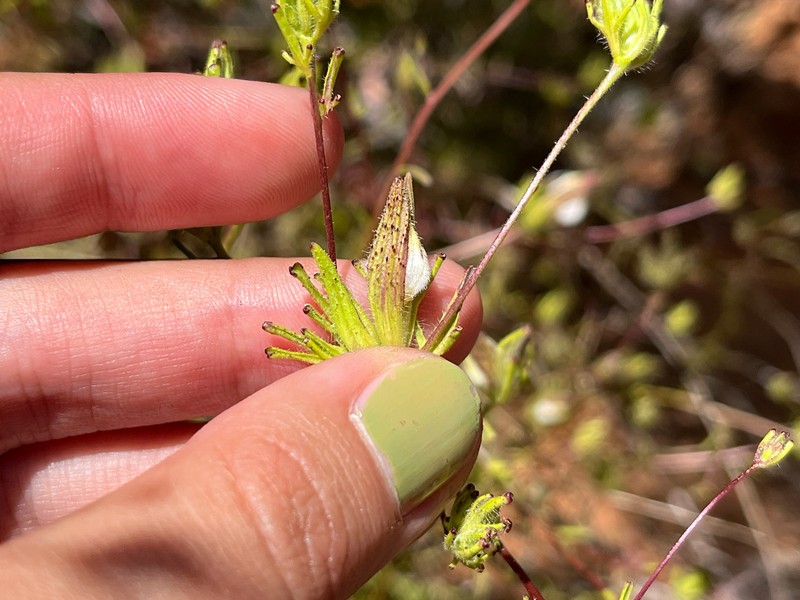 Cordylanthus rigidus subsp. setiger photo 4