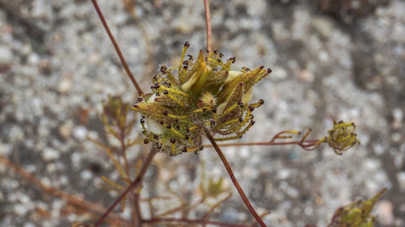 Cordylanthus rigidus subsp. setiger photo 5