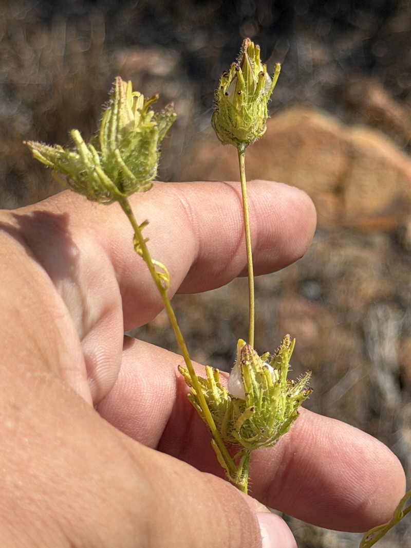 Cordylanthus rigidus subsp. setiger photo 7