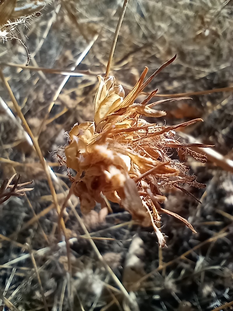 Cordylanthus rigidus subsp. setiger photo 8