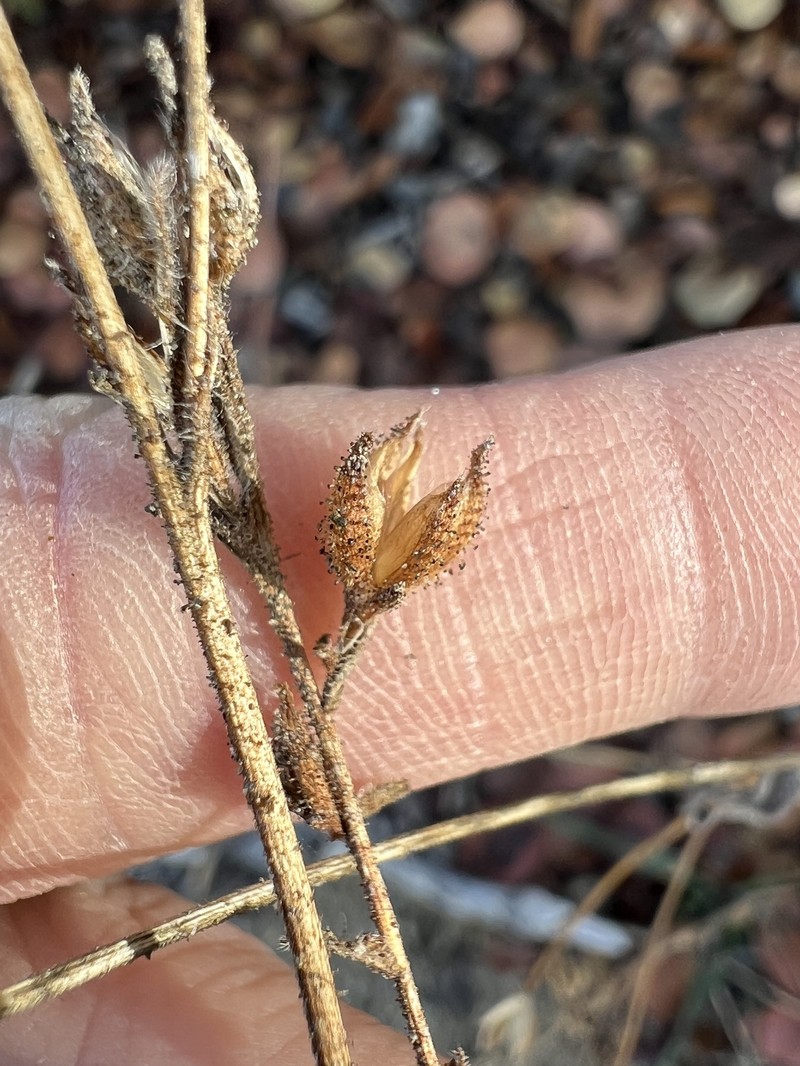 Cordylanthus tenuis subsp. barbatus photo 2