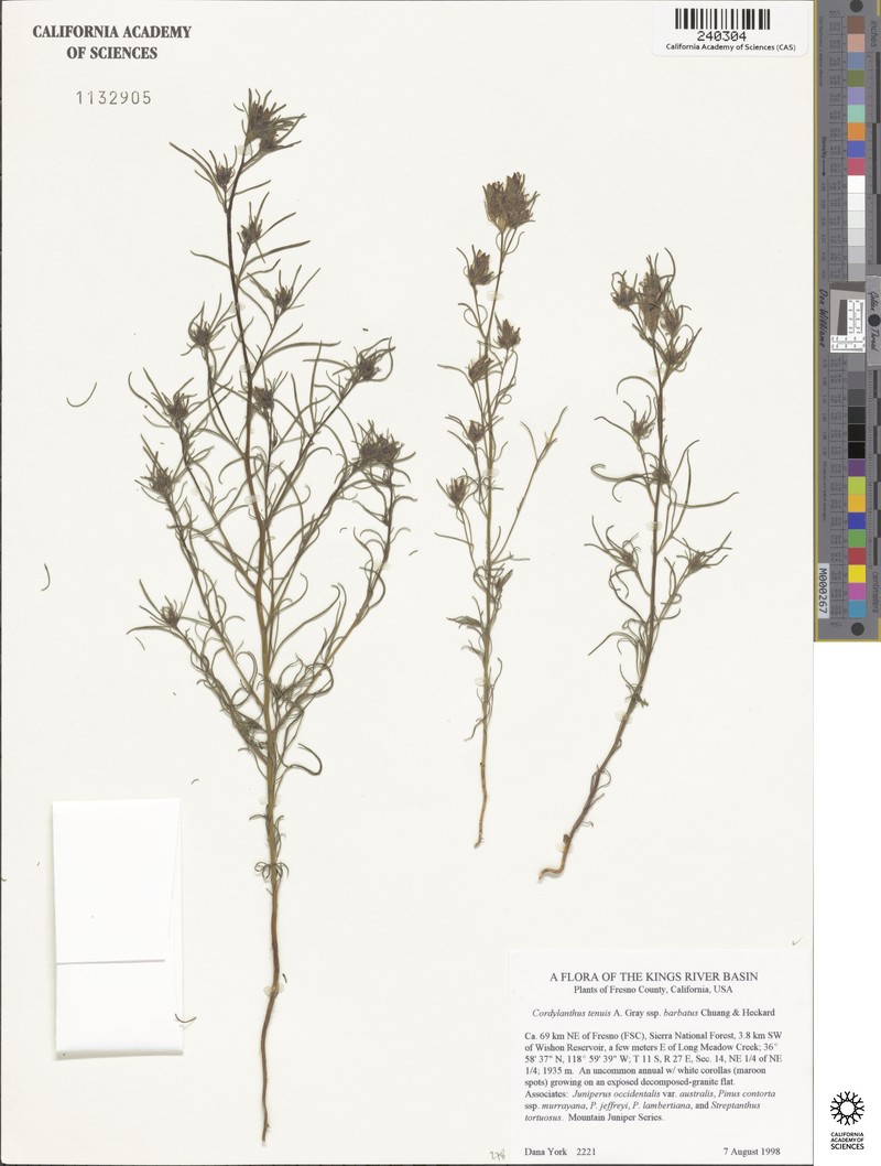 Cordylanthus tenuis subsp. barbatus photo 3
