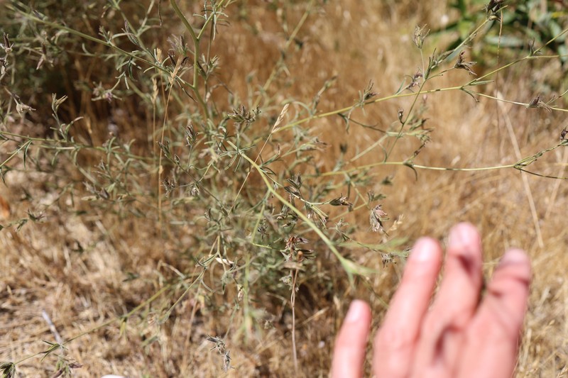 Cordylanthus tenuis subsp. brunneus