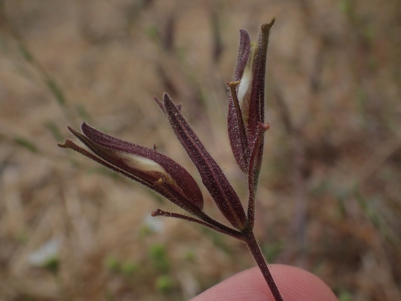 Cordylanthus tenuis subsp. brunneus photo 2