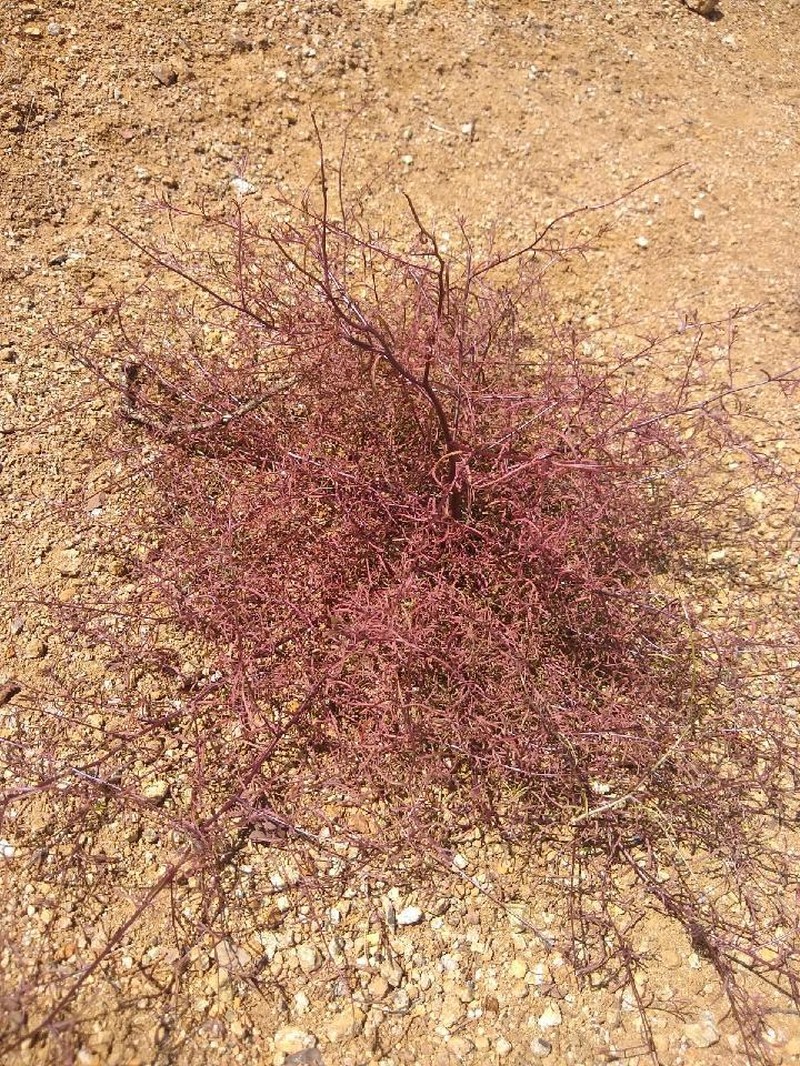 Cordylanthus tenuis subsp. brunneus photo 3