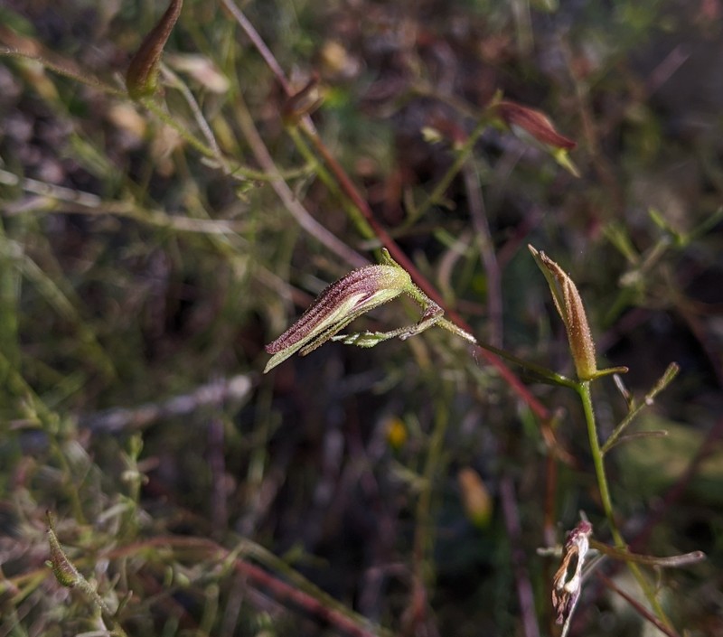 Cordylanthus tenuis subsp. brunneus photo 4