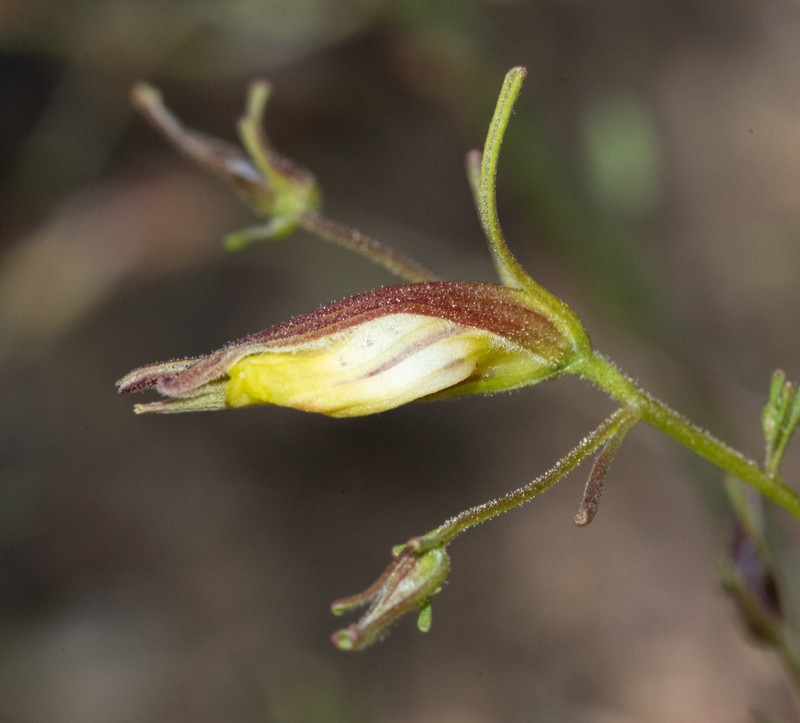Cordylanthus tenuis subsp. brunneus photo 5