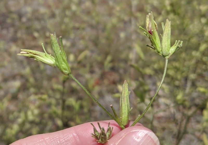 Cordylanthus tenuis subsp. pallescens