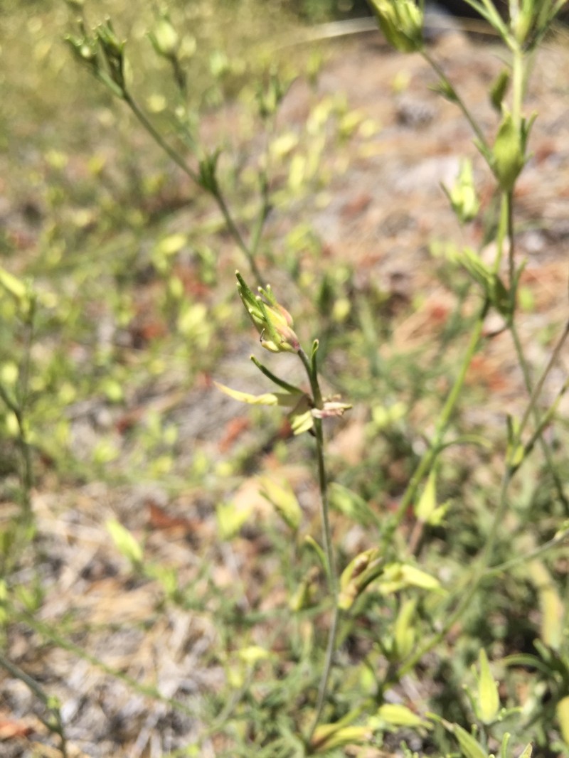 Cordylanthus tenuis subsp. pallescens photo 2
