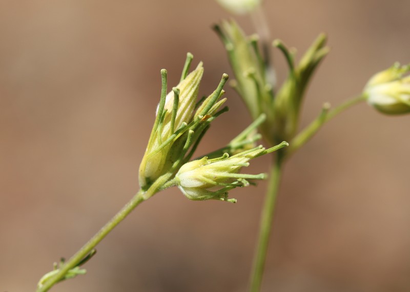 Cordylanthus tenuis subsp. pallescens photo 3