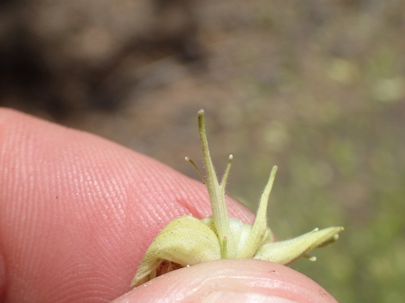 Cordylanthus tenuis subsp. pallescens photo 4