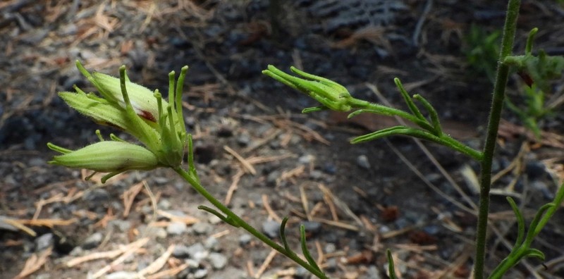 Cordylanthus tenuis subsp. pallescens photo 5
