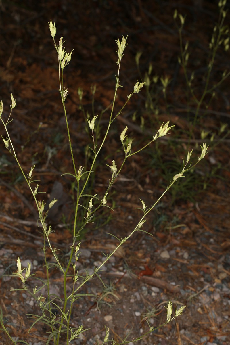 Cordylanthus tenuis subsp. pallescens photo 6