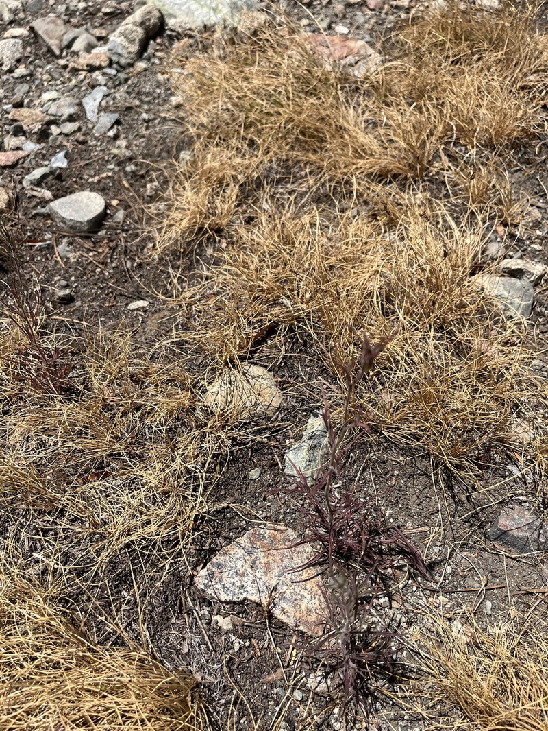 Cordylanthus tenuis subsp. tenuis