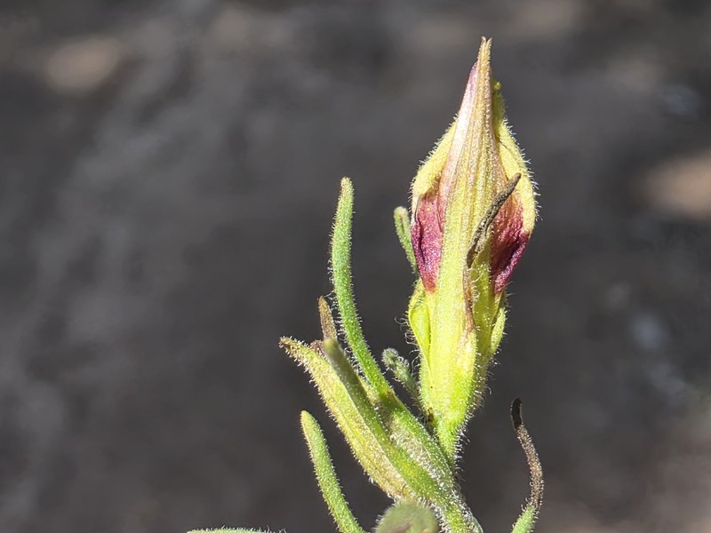 Cordylanthus tenuis subsp. tenuis photo 2