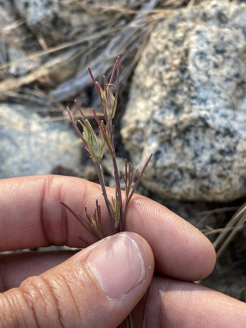 Cordylanthus tenuis subsp. tenuis photo 3