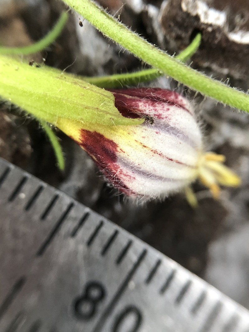 Cordylanthus tenuis subsp. tenuis photo 4