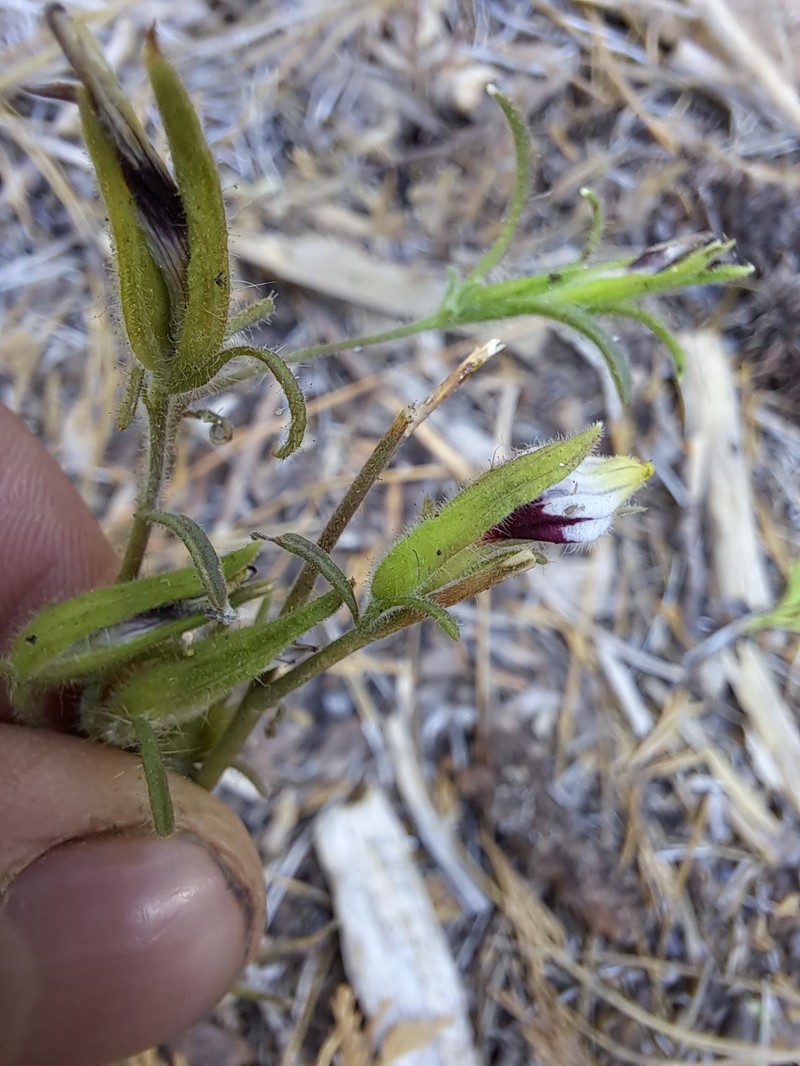 Cordylanthus tenuis subsp. tenuis photo 5