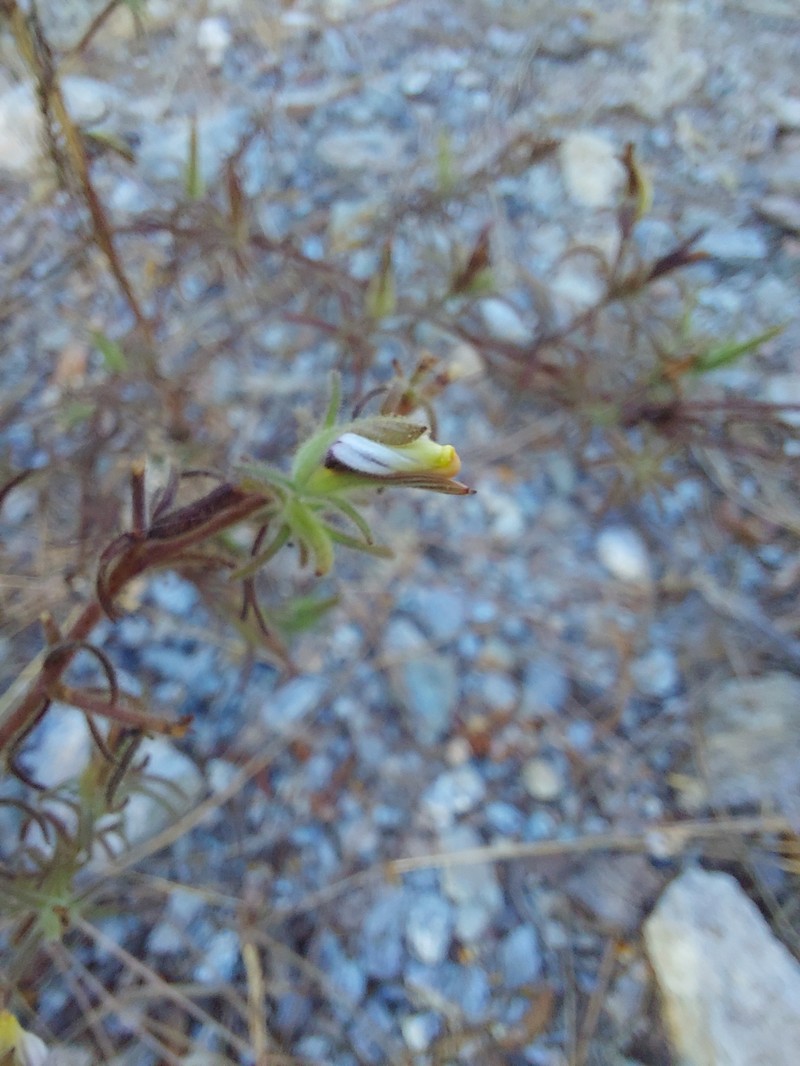 Cordylanthus tenuis subsp. tenuis photo 6