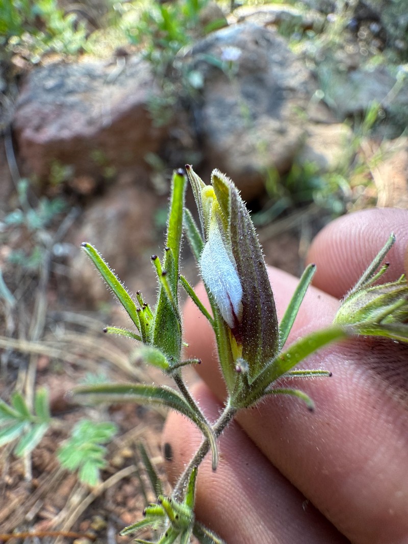 Cordylanthus tenuis subsp. viscidus