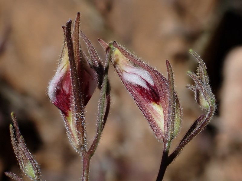 Cordylanthus tenuis subsp. viscidus photo 2