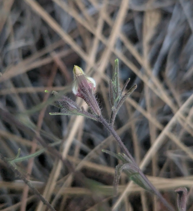 Cordylanthus tenuis subsp. viscidus photo 3