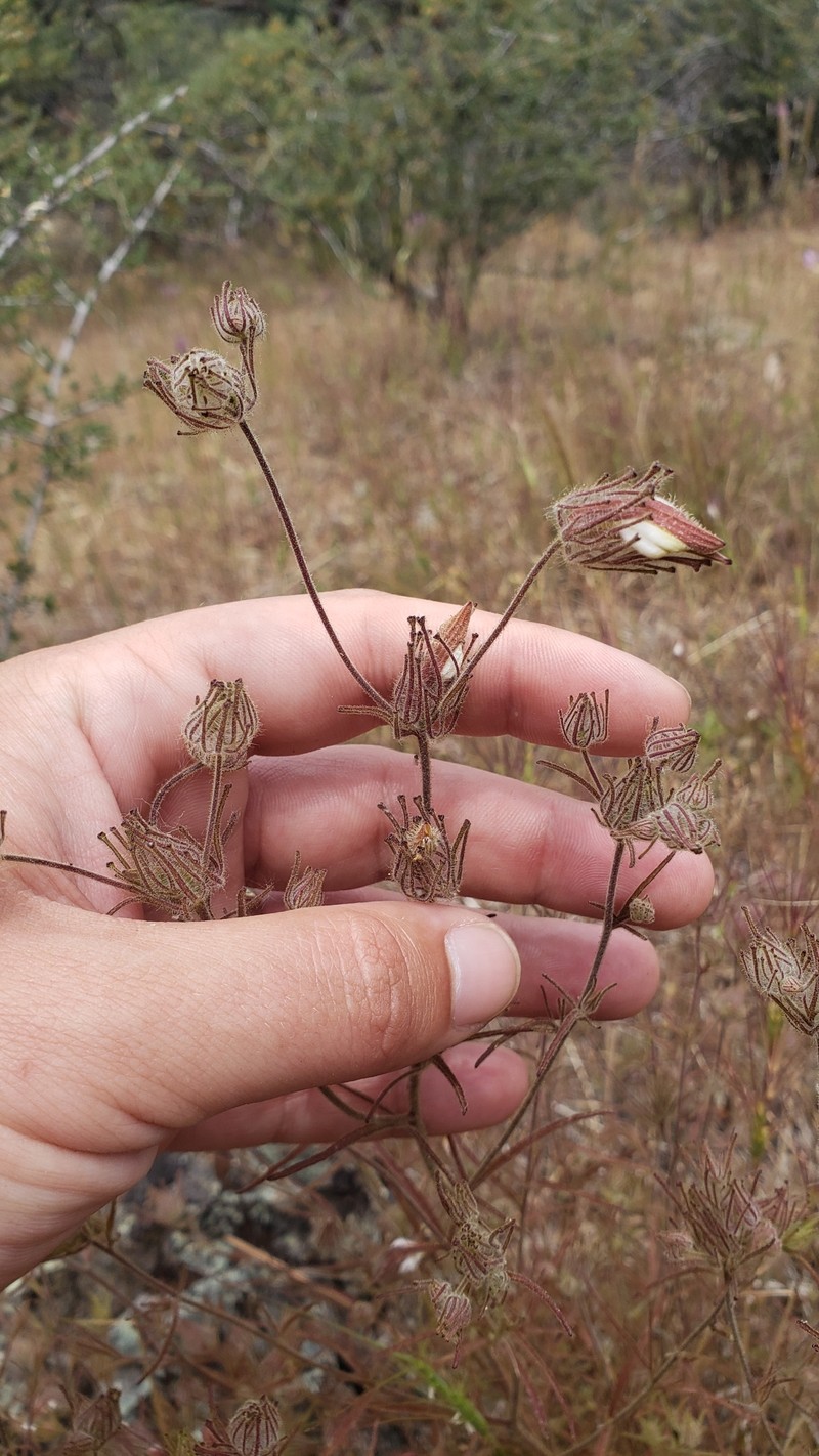 Cordylanthus tenuis subsp. viscidus photo 4