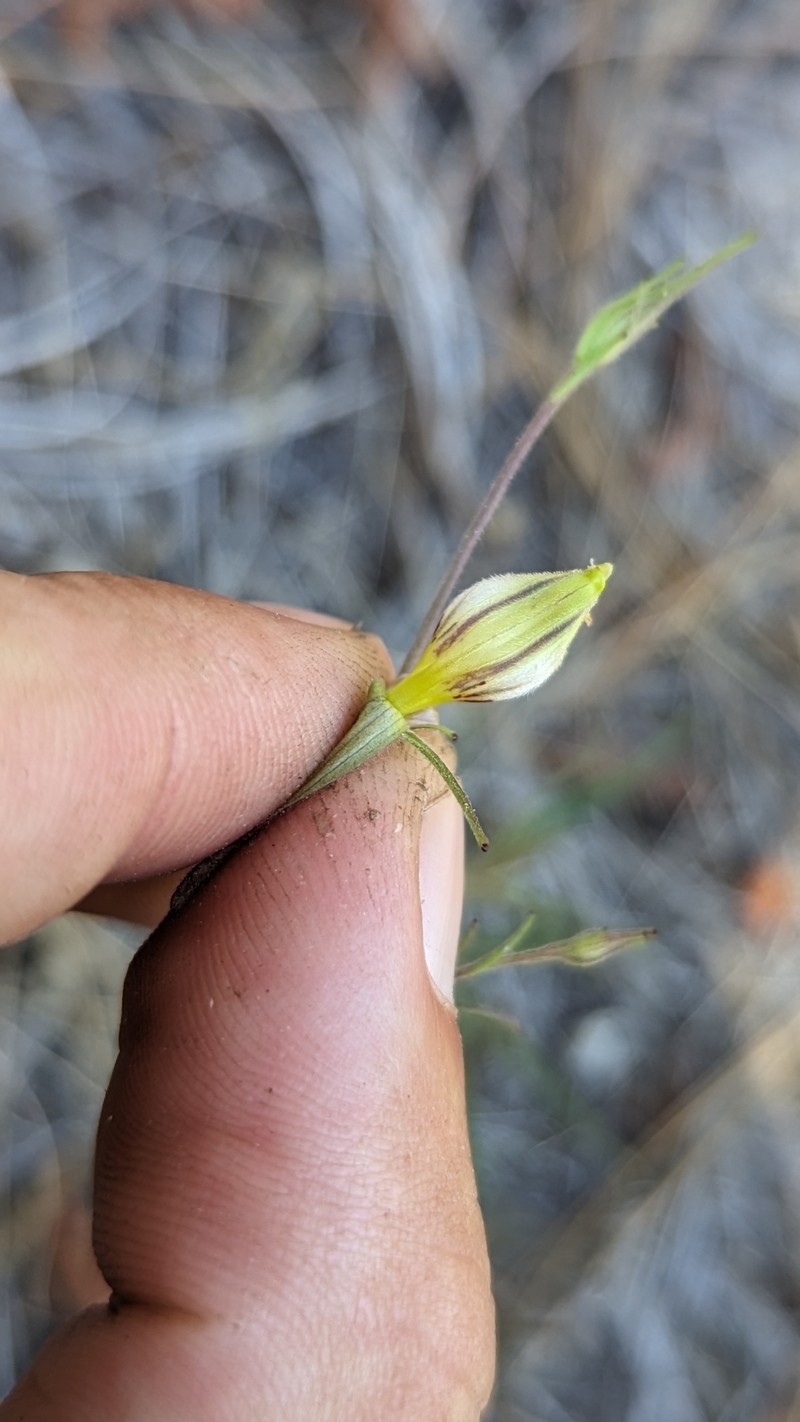 Cordylanthus tenuis subsp. viscidus photo 5