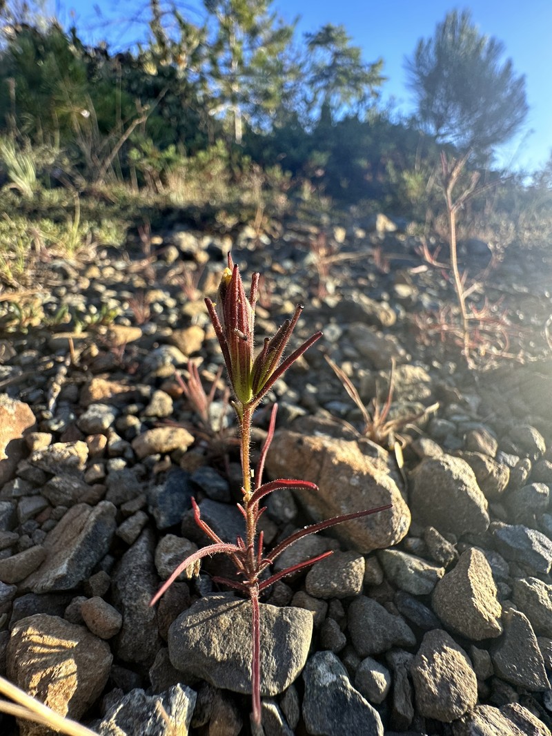 Cordylanthus tenuis subsp. viscidus photo 6