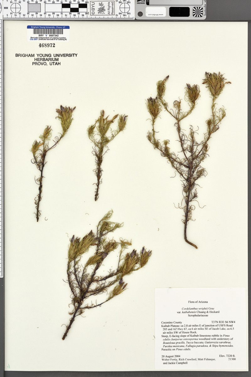 Cordylanthus wrightii subsp. kaibabensis
