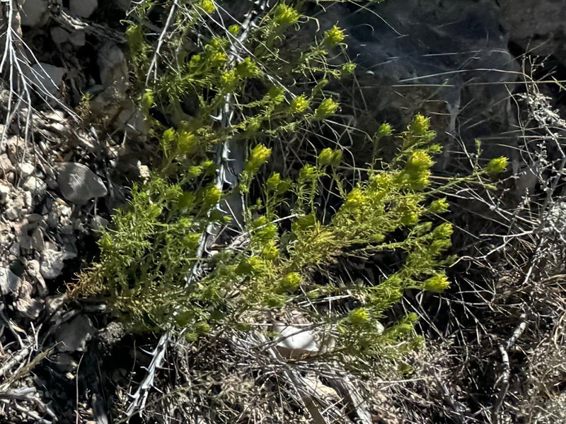 Cordylanthus wrightii subsp. tenuifolius