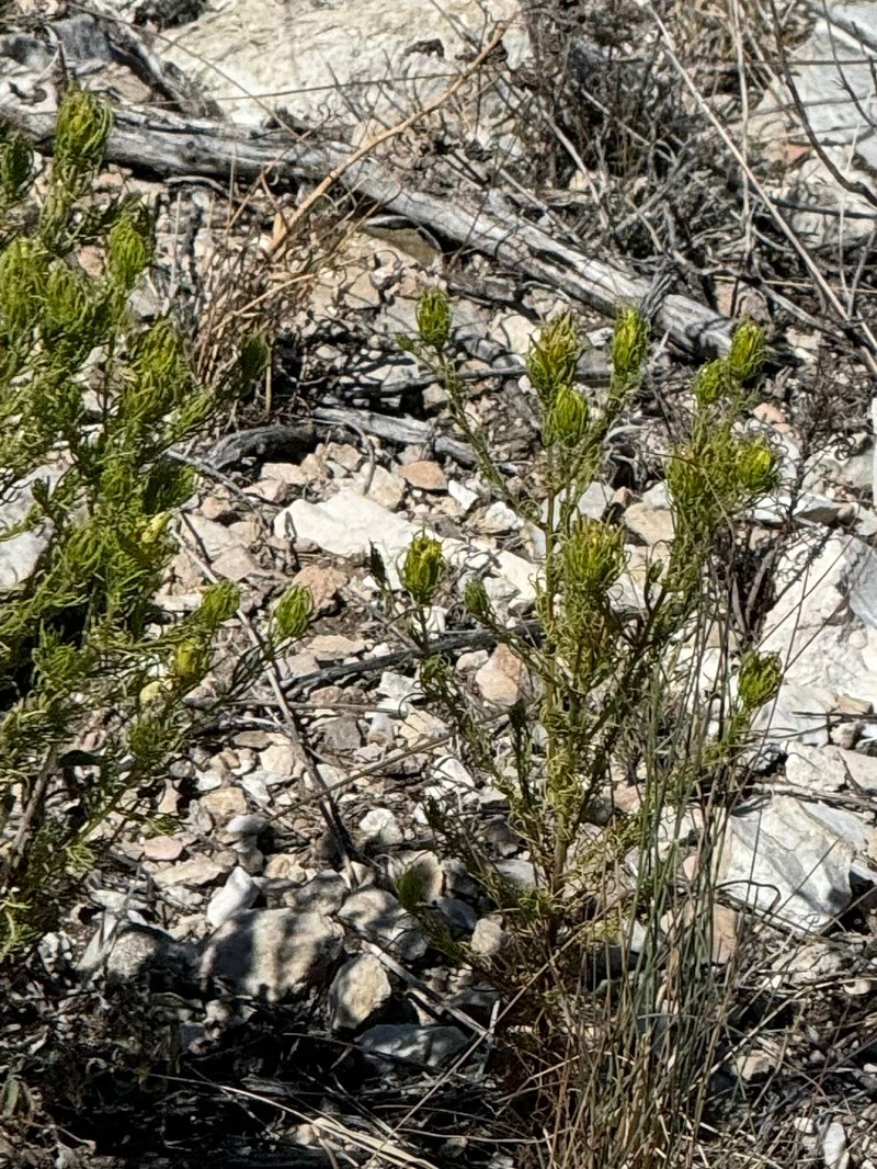 Cordylanthus wrightii subsp. tenuifolius photo 2