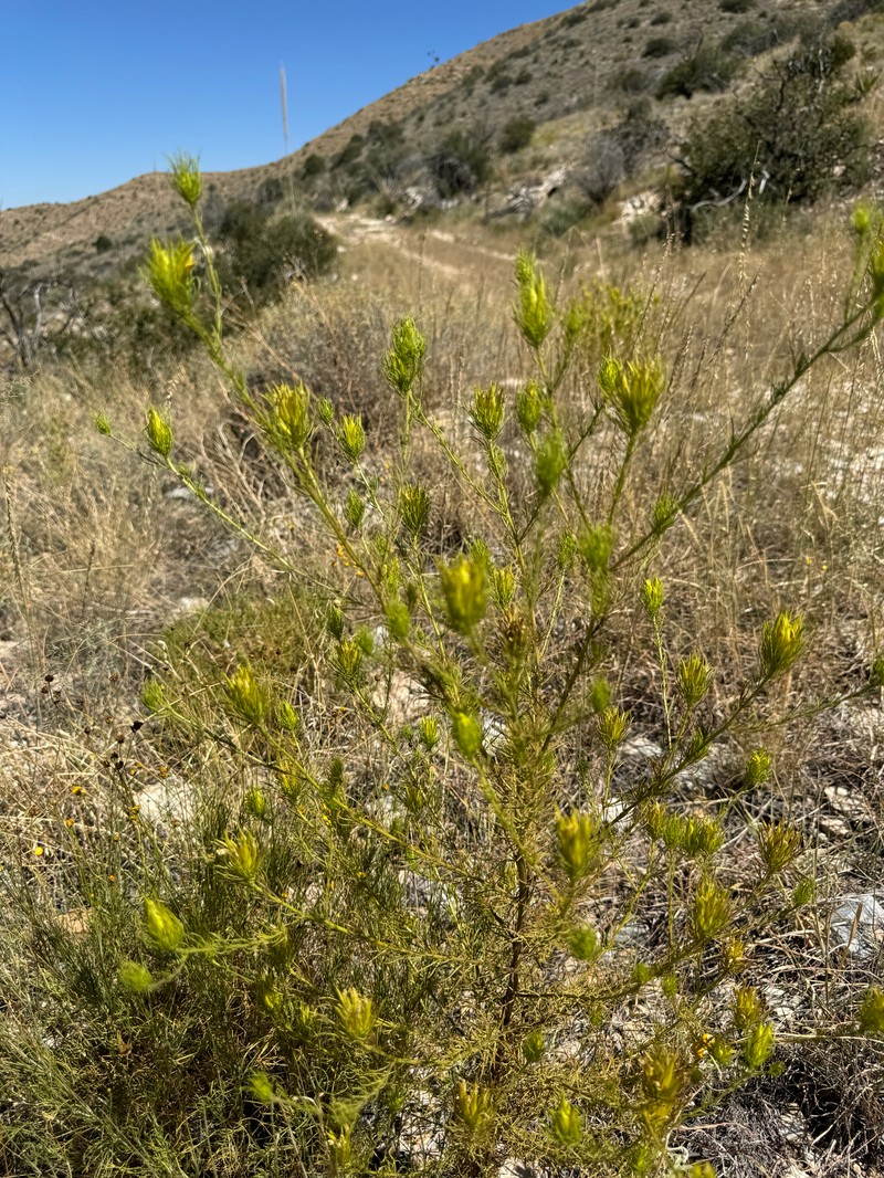 Cordylanthus wrightii subsp. tenuifolius photo 3