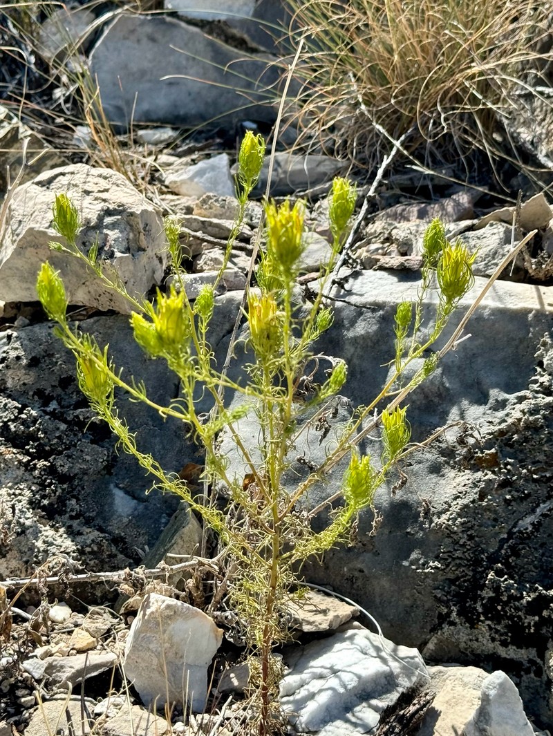 Cordylanthus wrightii subsp. tenuifolius photo 4