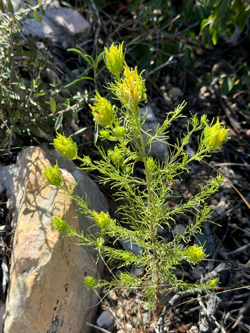 Cordylanthus wrightii subsp. tenuifolius photo 5