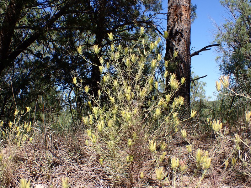 Cordylanthus wrightii subsp. tenuifolius photo 6
