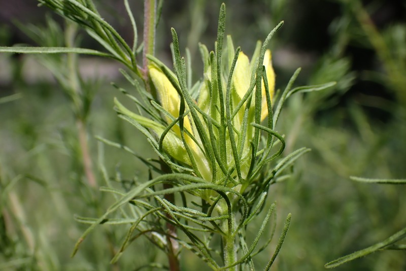 Cordylanthus wrightii subsp. tenuifolius photo 7
