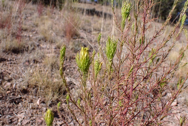 Cordylanthus wrightii subsp. tenuifolius photo 8