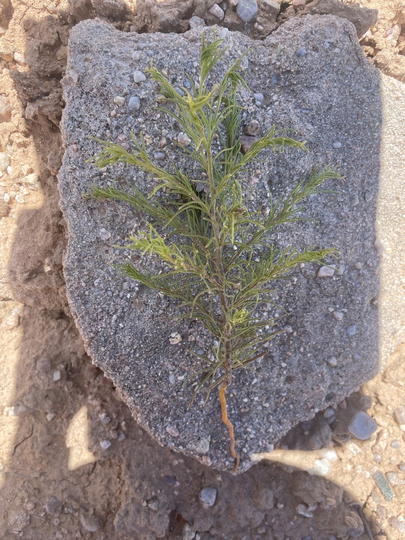 Cordylanthus wrightii subsp. wrightii