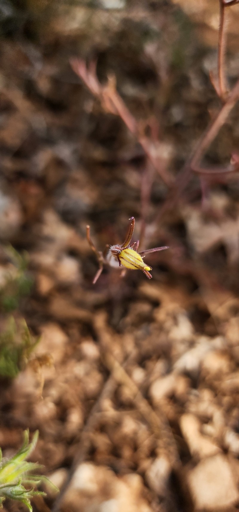 Cordylanthus wrightii subsp. wrightii photo 2