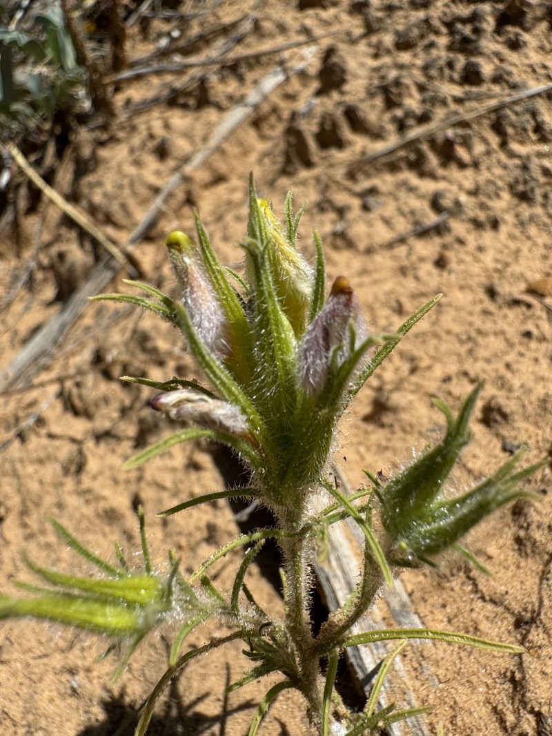 Cordylanthus wrightii subsp. wrightii photo 3