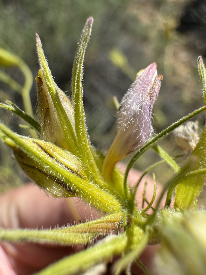 Cordylanthus wrightii subsp. wrightii photo 4