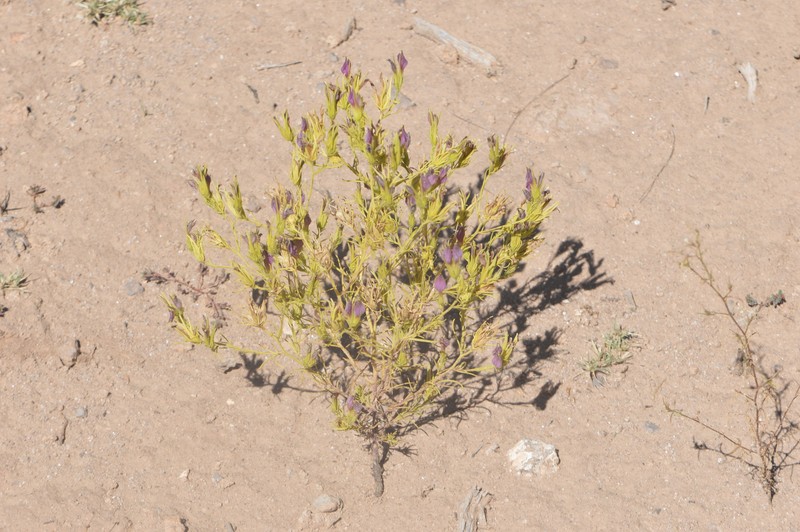 Cordylanthus wrightii subsp. wrightii photo 5