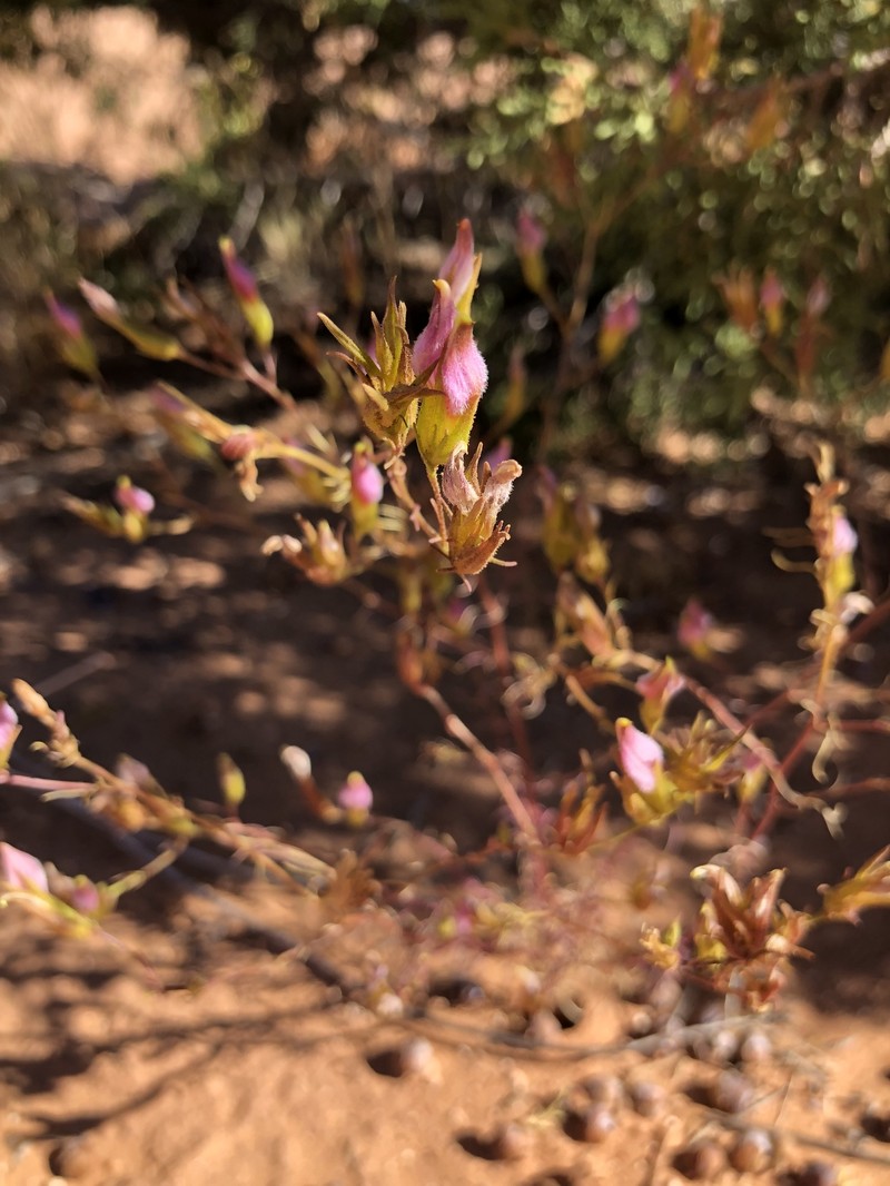 Cordylanthus wrightii subsp. wrightii photo 6