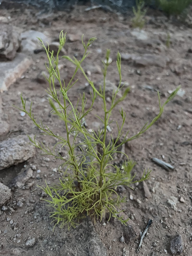 Cordylanthus wrightii subsp. wrightii photo 7