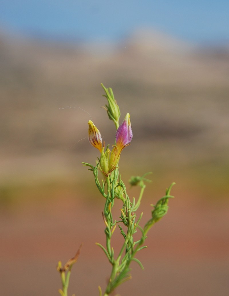 Cordylanthus wrightii subsp. wrightii photo 8