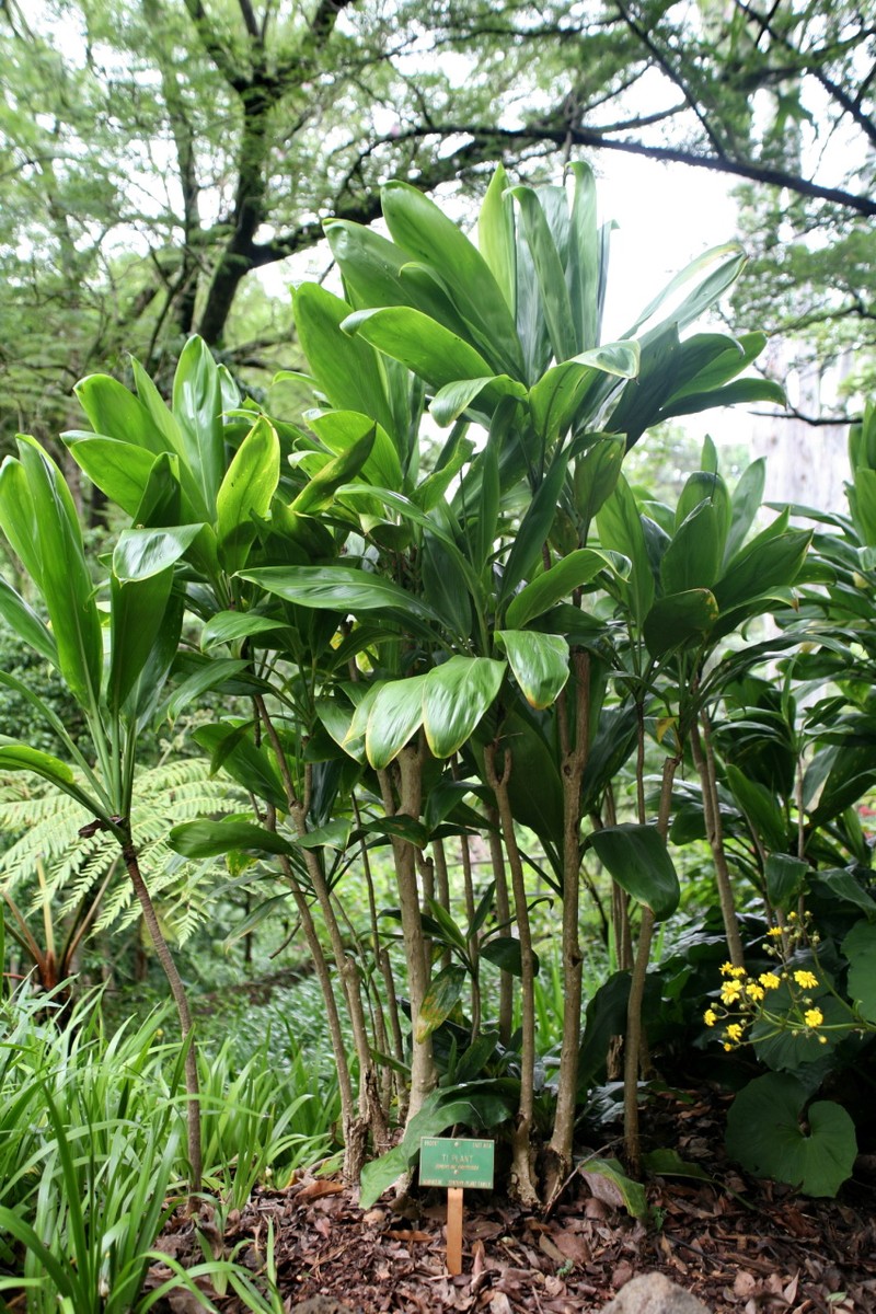 Tiplant photo 2