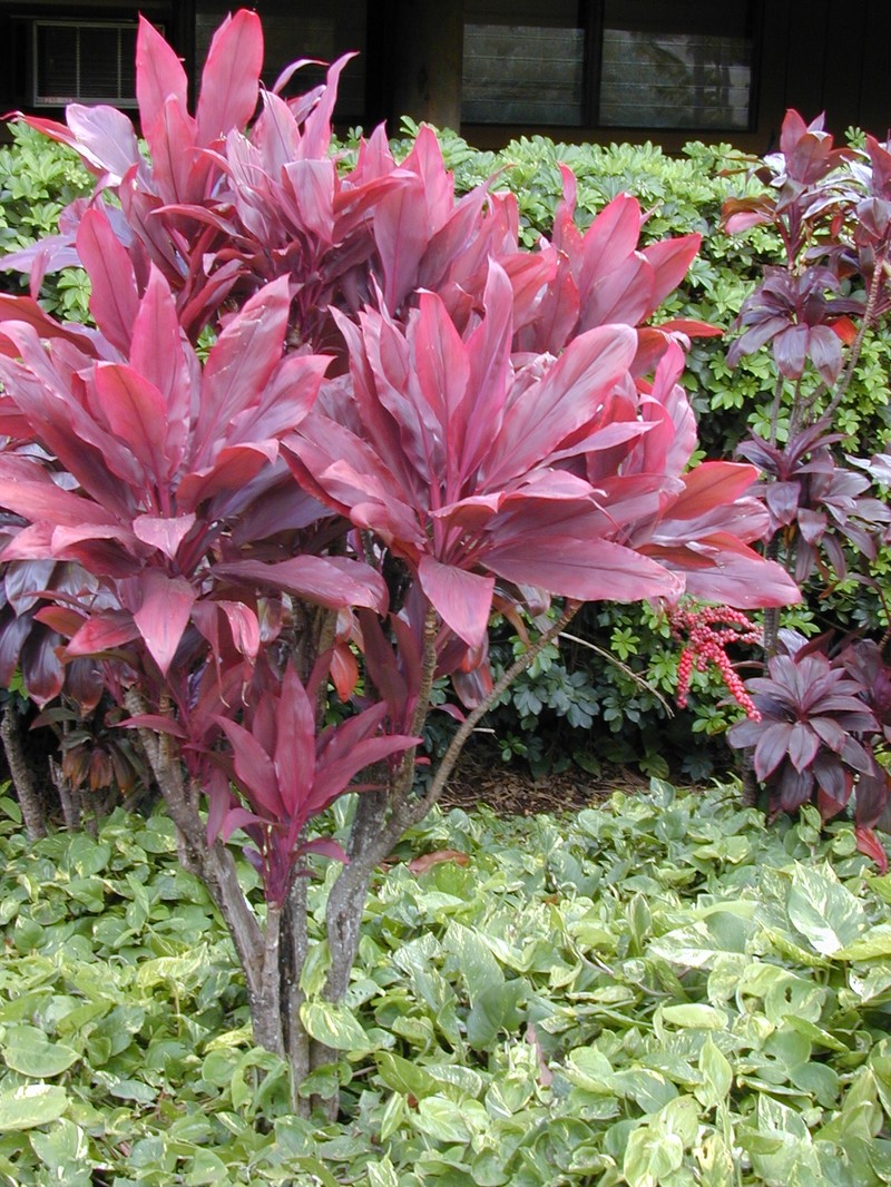 Tiplant photo 3